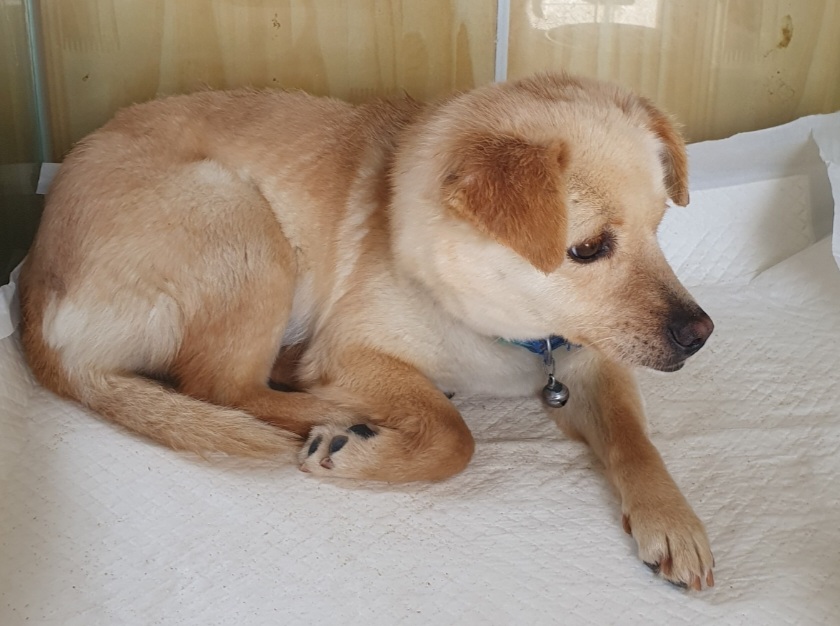 구례군동물보호센터_446487202300077